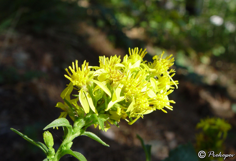 Image of Solidago virgaurea ssp. taurica specimen.