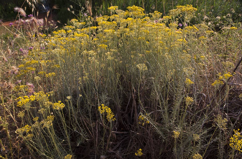 Image of Helichrysum italicum specimen.