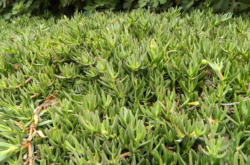 Image of Carpobrotus edulis specimen.