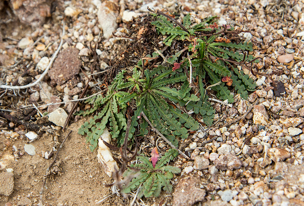 Image of Limonium sinuatum specimen.