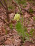 Fritillaria ruthenica