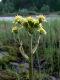 Petasites radiatus. Верхушка цветущего растения. Свердловская обл., Североуральский городской округ, окр. пос. Сосьва, р-н бывшей дер. Воскресенка, берег р. Сосьва. 13.06.2015.