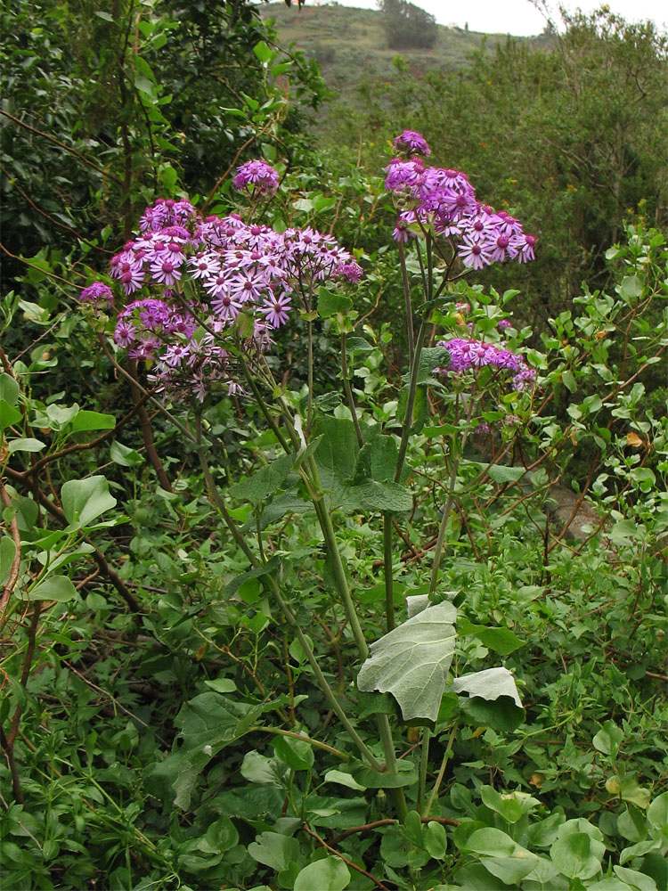 Image of Pericallis webbii specimen.