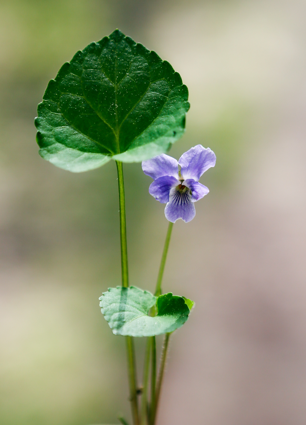 Image of Viola selkirkii specimen.