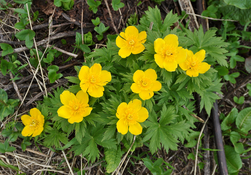 Image of Trollius ranunculinus specimen.