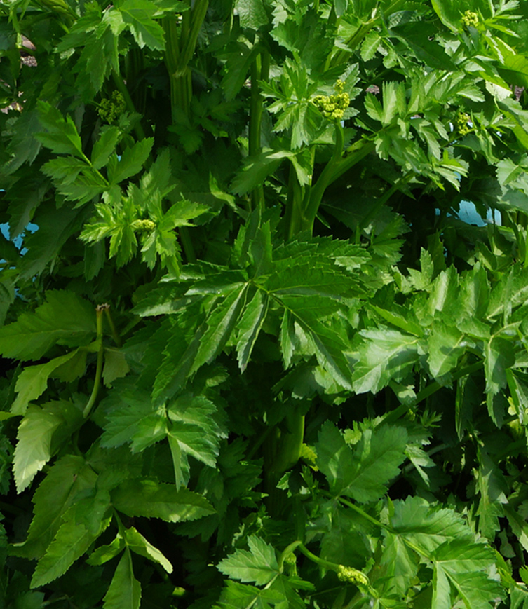 Image of Pastinaca sativa specimen.