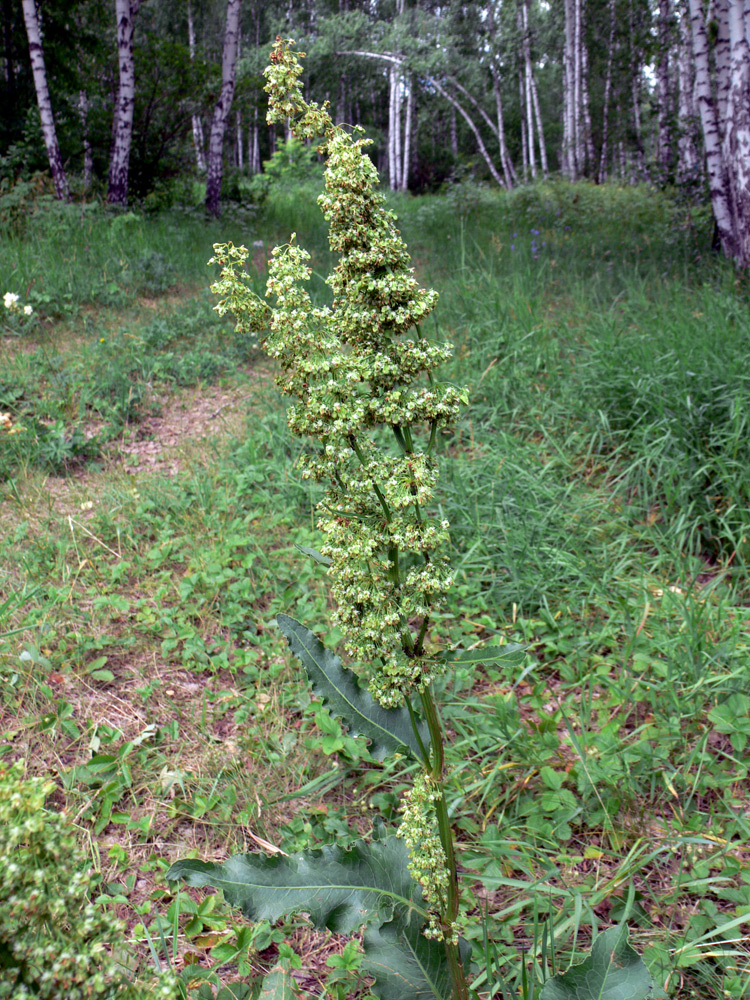 Image of Rumex confertus specimen.