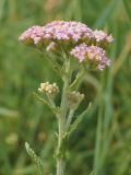 Achillea millefolium. Верхушка цветущего растения. Восточный Казахстан, Уланский р-н, окр. с. Украинка, луг. 21.06.2015.