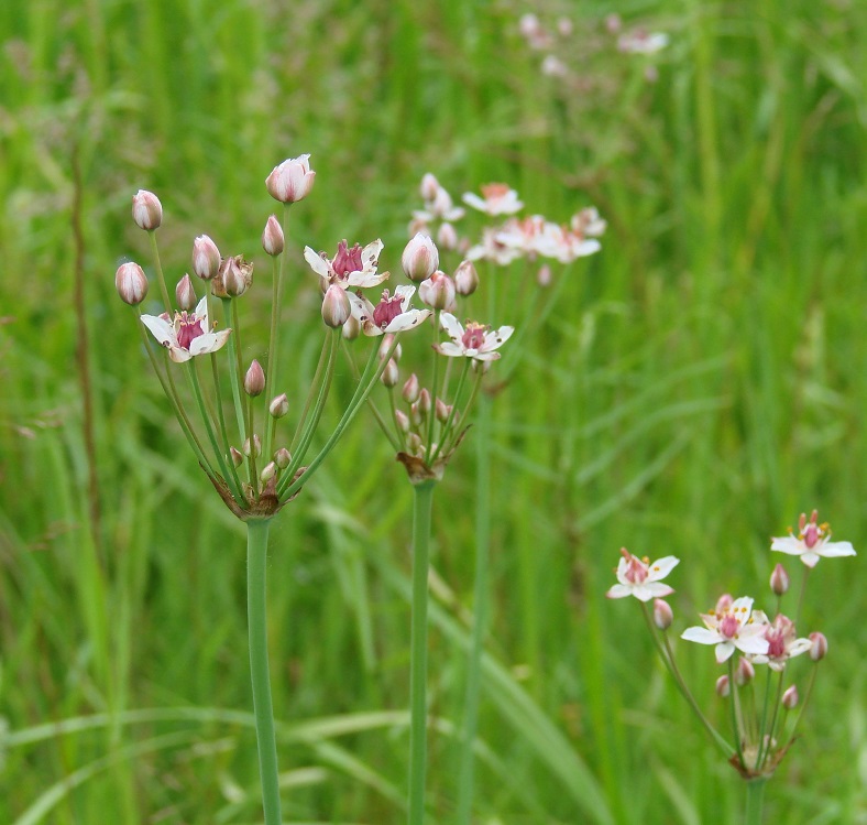 Изображение особи Butomus umbellatus.