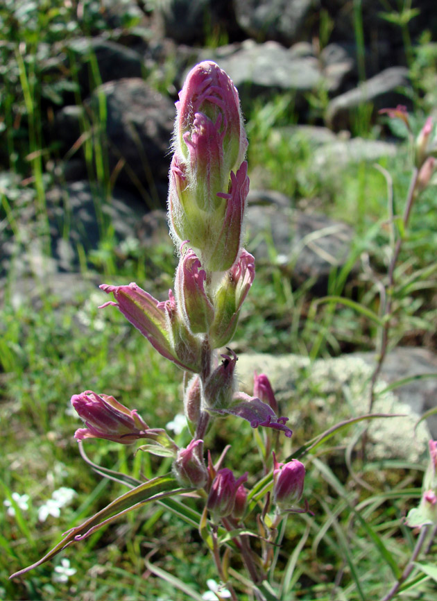 Image of Castilleja rubra specimen.