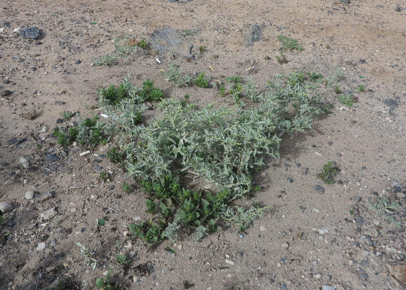 Image of Atriplex semilunaris specimen.