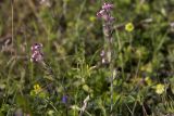 Silene gallica. Верхушки побегов отцветающего растения. Греция, Эгейское море, север о-ва Парос, западный берег Наусской бухты, Микенский Акрополь; скалистый холм. 07.04.2015.