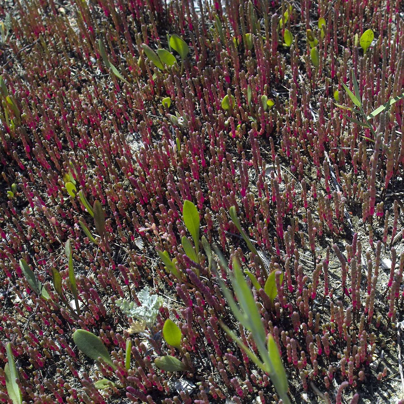 Image of Salicornia perennans specimen.