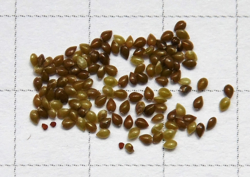 Image of Myosotis micrantha specimen.