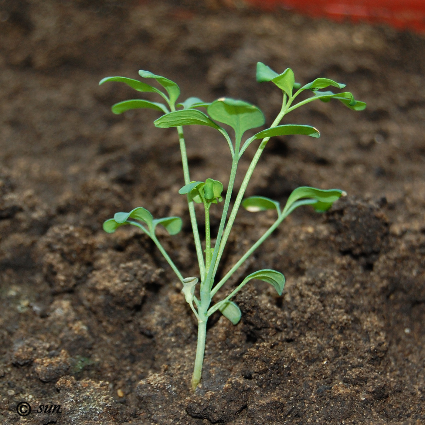 Image of Ruta graveolens specimen.