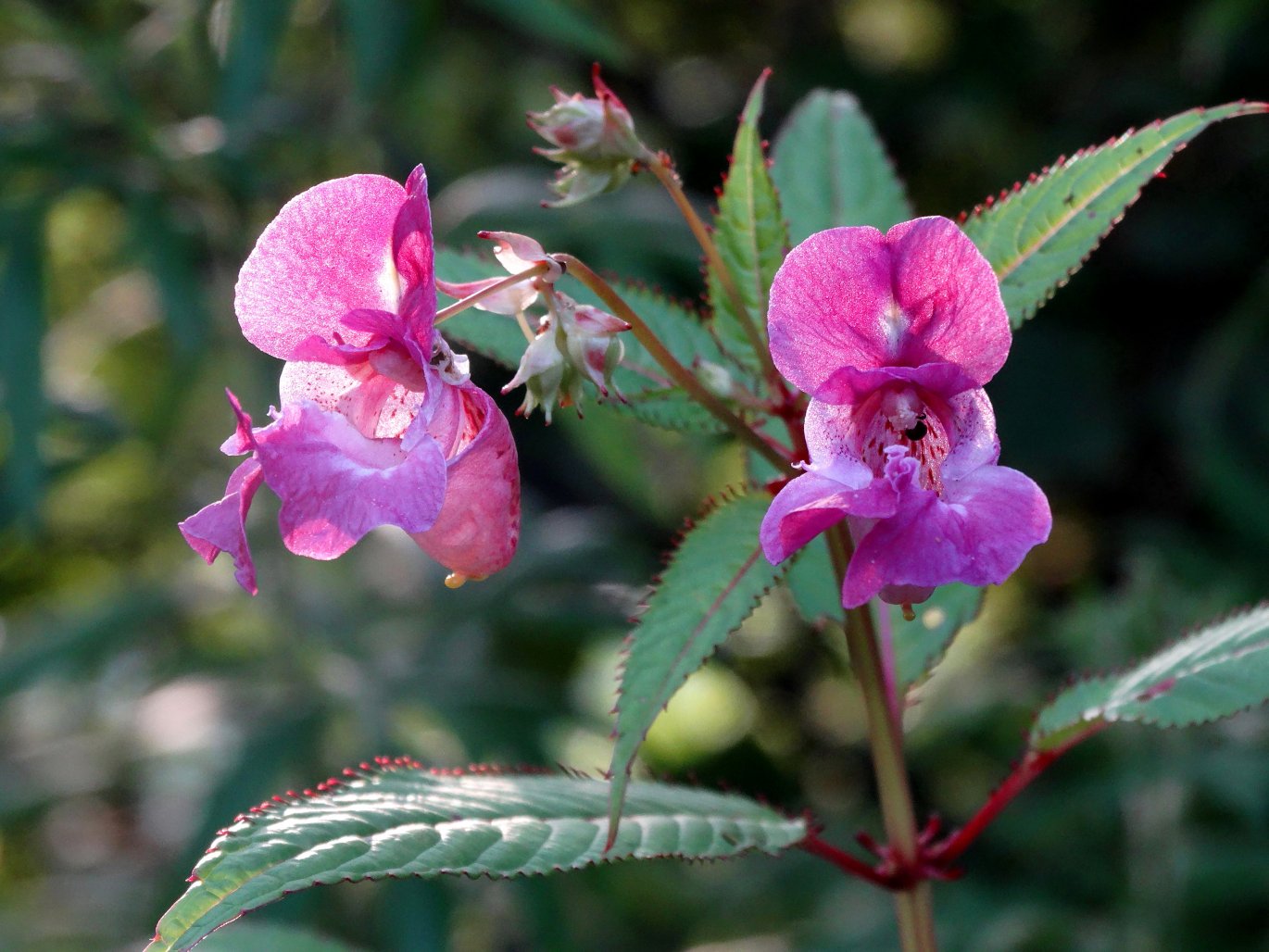 Image of Impatiens glandulifera specimen.