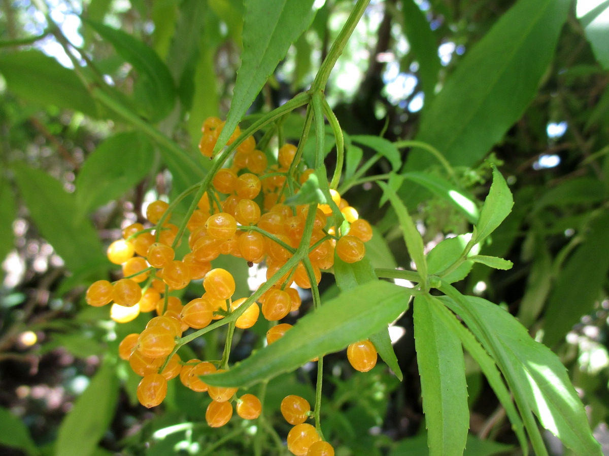 Image of Sambucus australasica specimen.