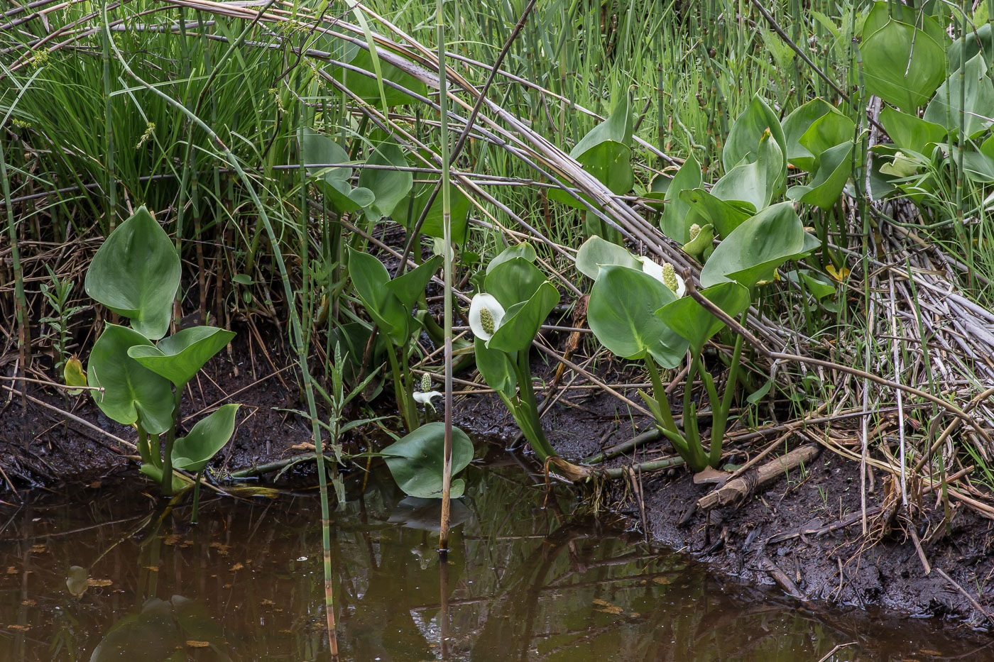 Image of Calla palustris specimen.