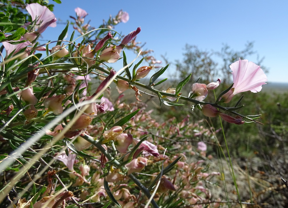 Изображение особи Convolvulus gortschakovii.