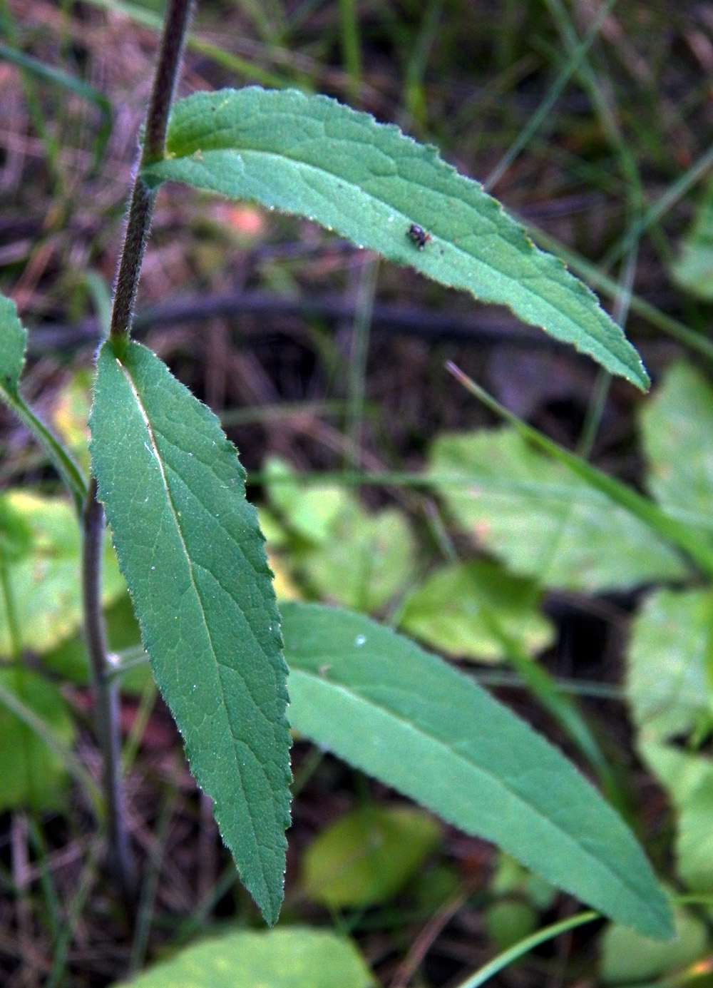 Image of Campanula glomerata specimen.