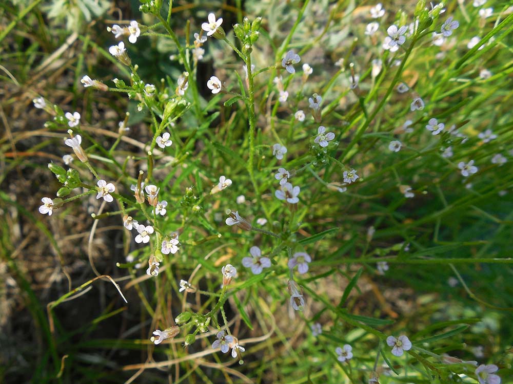 Image of Dontostemon micranthus specimen.