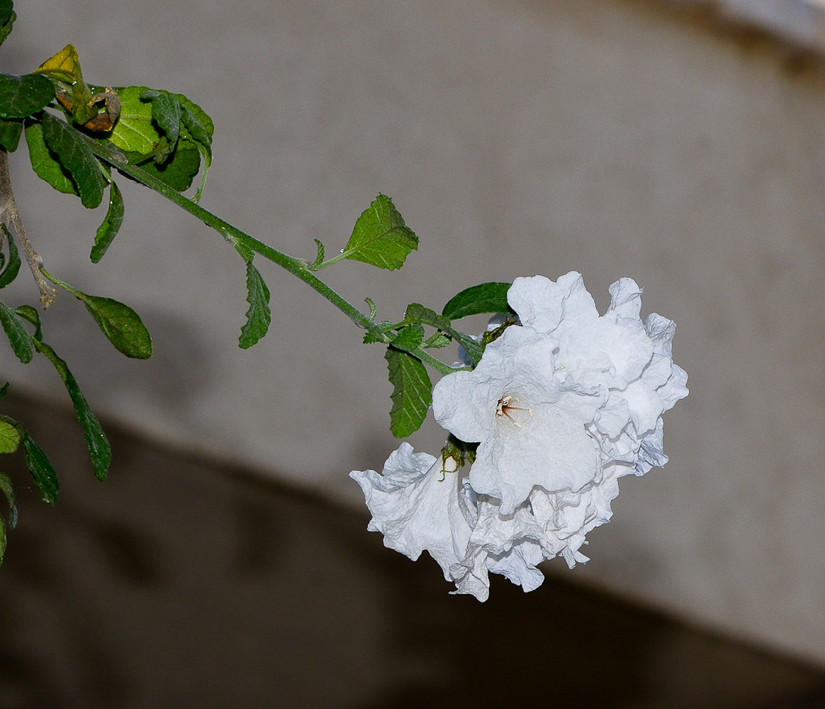 Image of Cordia parvifolia specimen.