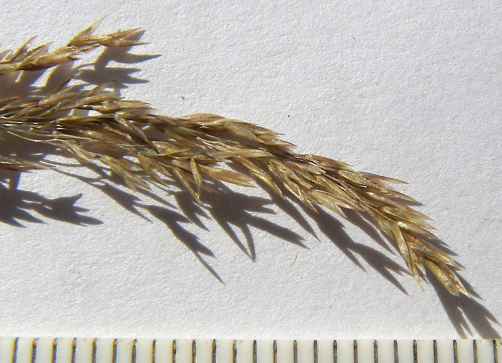 Image of Poa araratica specimen.