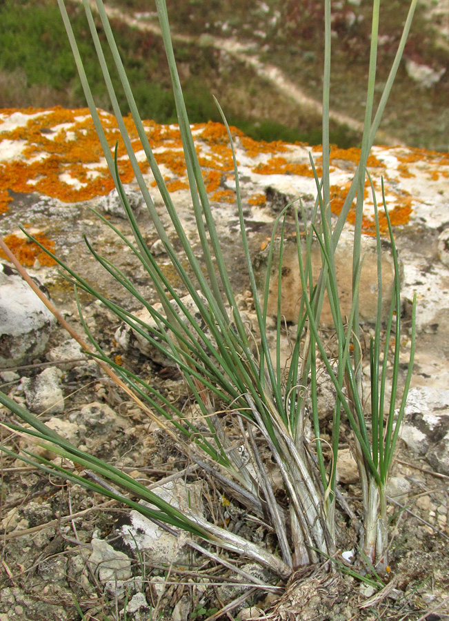 Изображение особи Allium tarkhankuticum.