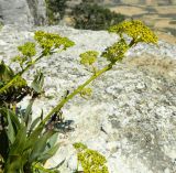 Bupleurum gibraltaricum. Верхушки побегов с соцветиями и верхушки листьев. Испания, Андалусия, национальный парк Torcal de Antequera, ок.1200 м н.у.м. Август.