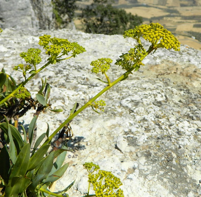 Изображение особи Bupleurum gibraltaricum.