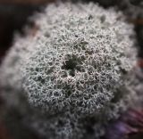 Cladonia stellaris
