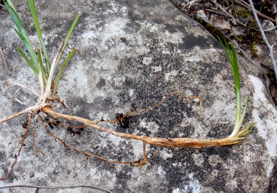 Image of Carex michelii specimen.