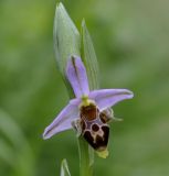 Ophrys oestrifera