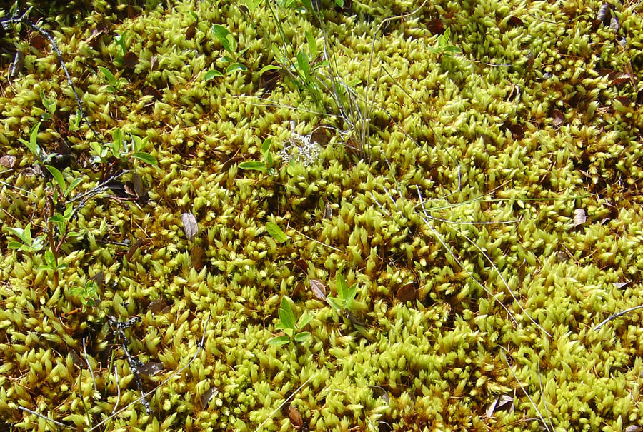 Image of Aulacomnium palustre specimen.