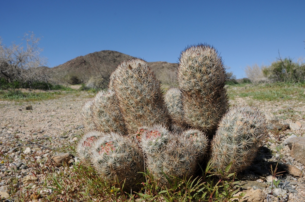 Image of Coryphantha alversonii specimen.