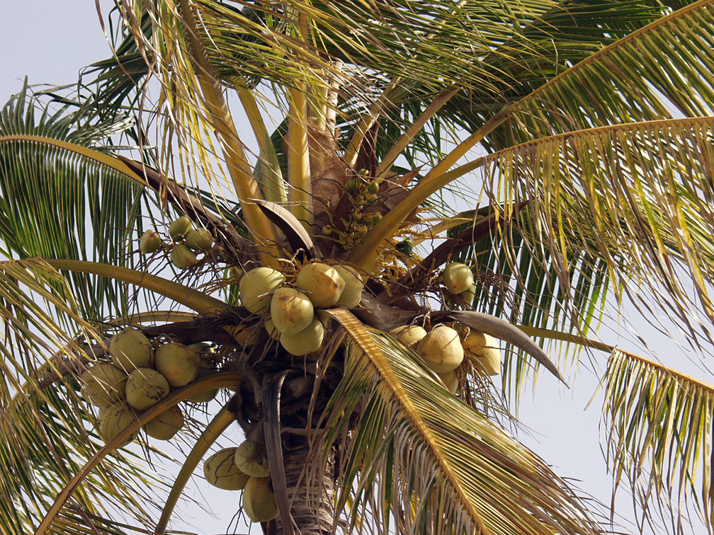 Image of Cocos nucifera specimen.