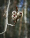 Populus tremula. Часть ветки с верхушечной почкой и мужскими соцветиями. Пермский край, г. Пермь, Кировский р-н, смешанный лес. 22.04.2017.