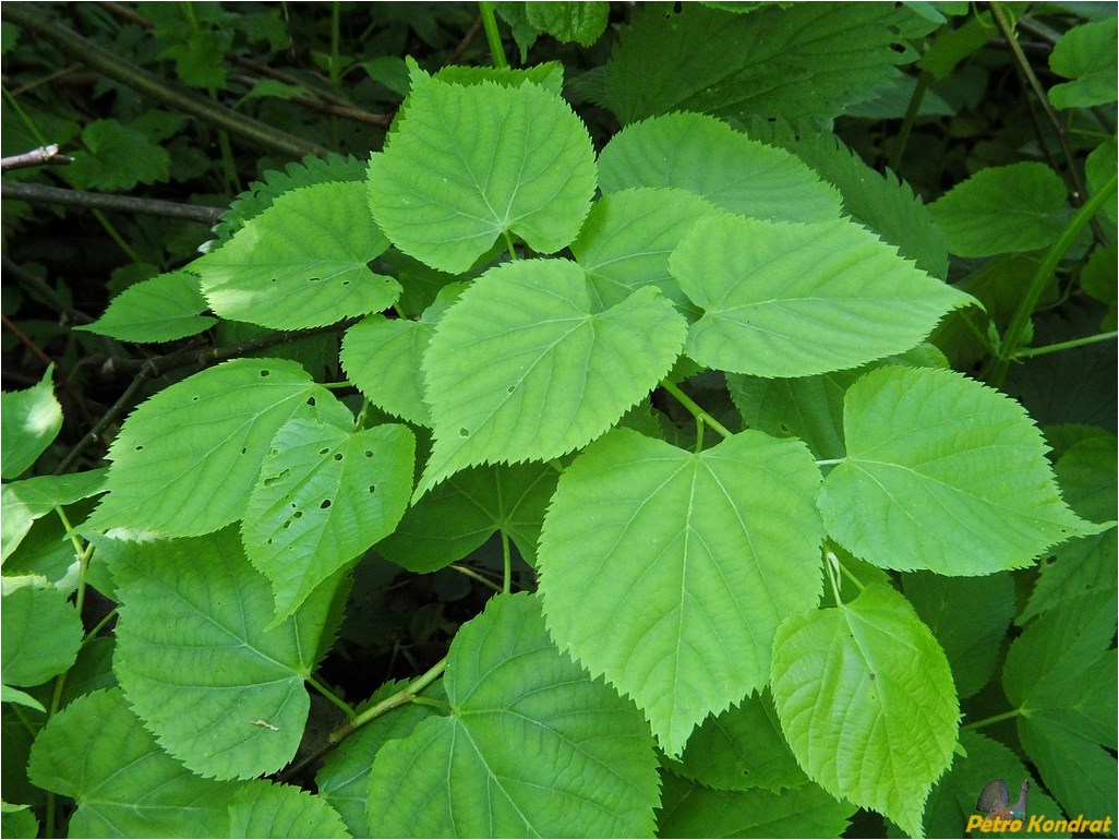 Image of Tilia cordata specimen.