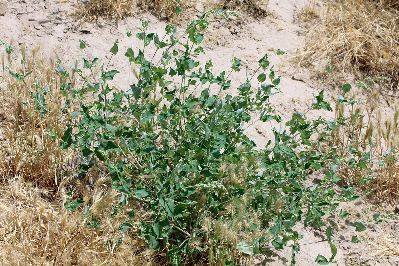 Image of Atriplex flabellum specimen.