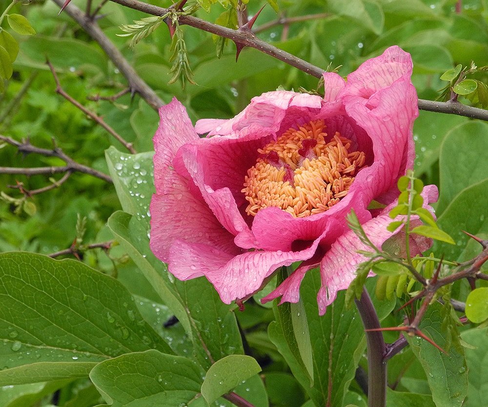 Изображение особи Paeonia &times; chamaeleon.