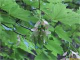 Acer pseudoplatanus. Ветвь с листьями и соплодием. Украина, Ивано-Франковская обл., Болеховский горсовет, Поляницкий сельсовет, Поляницкий региональный ландшафтный парк, смешанный лес. 09.06.2017.