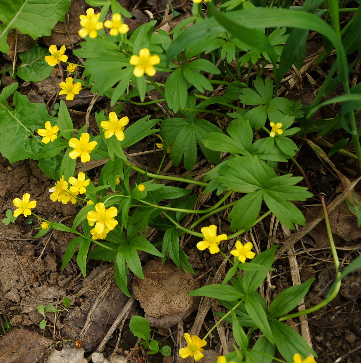 Image of genus Ranunculus specimen.