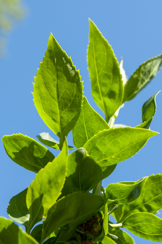 Image of Forsythia × intermedia specimen.