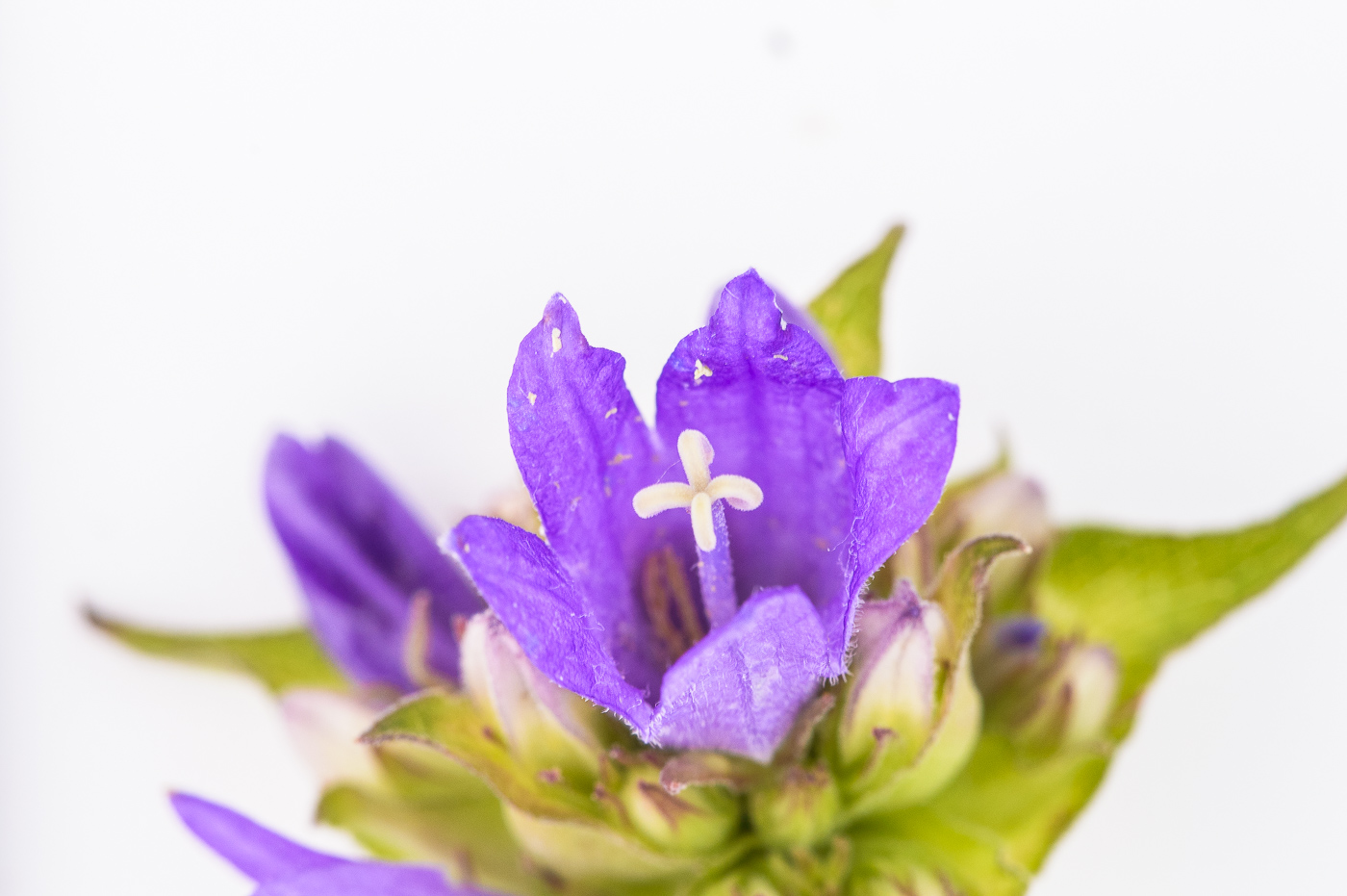 Image of Campanula farinosa specimen.