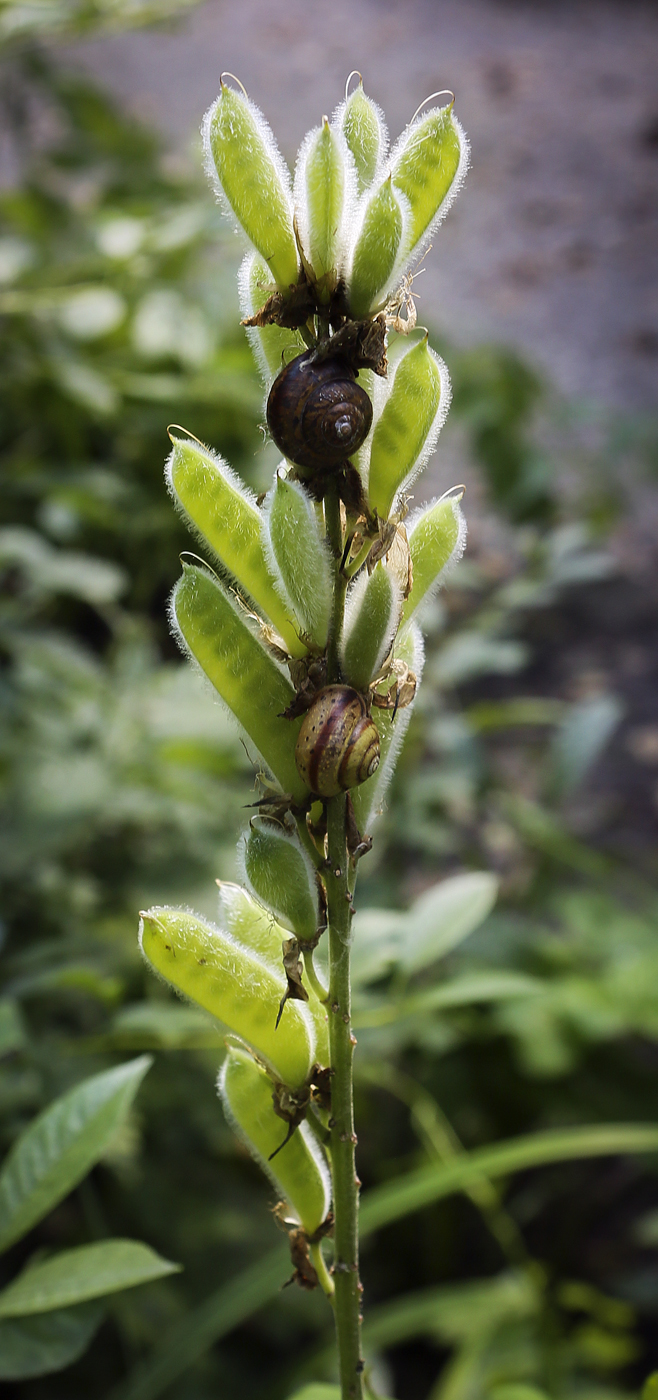 Image of Lupinus &times; regalis specimen.