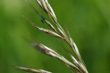 Helictotrichon pubescens. Часть соцветия. Санкт-Петербург, Пушкинский р-н, Павловский парк, правый берег р. Славянки, разнотравный луг. 15.06.2017.