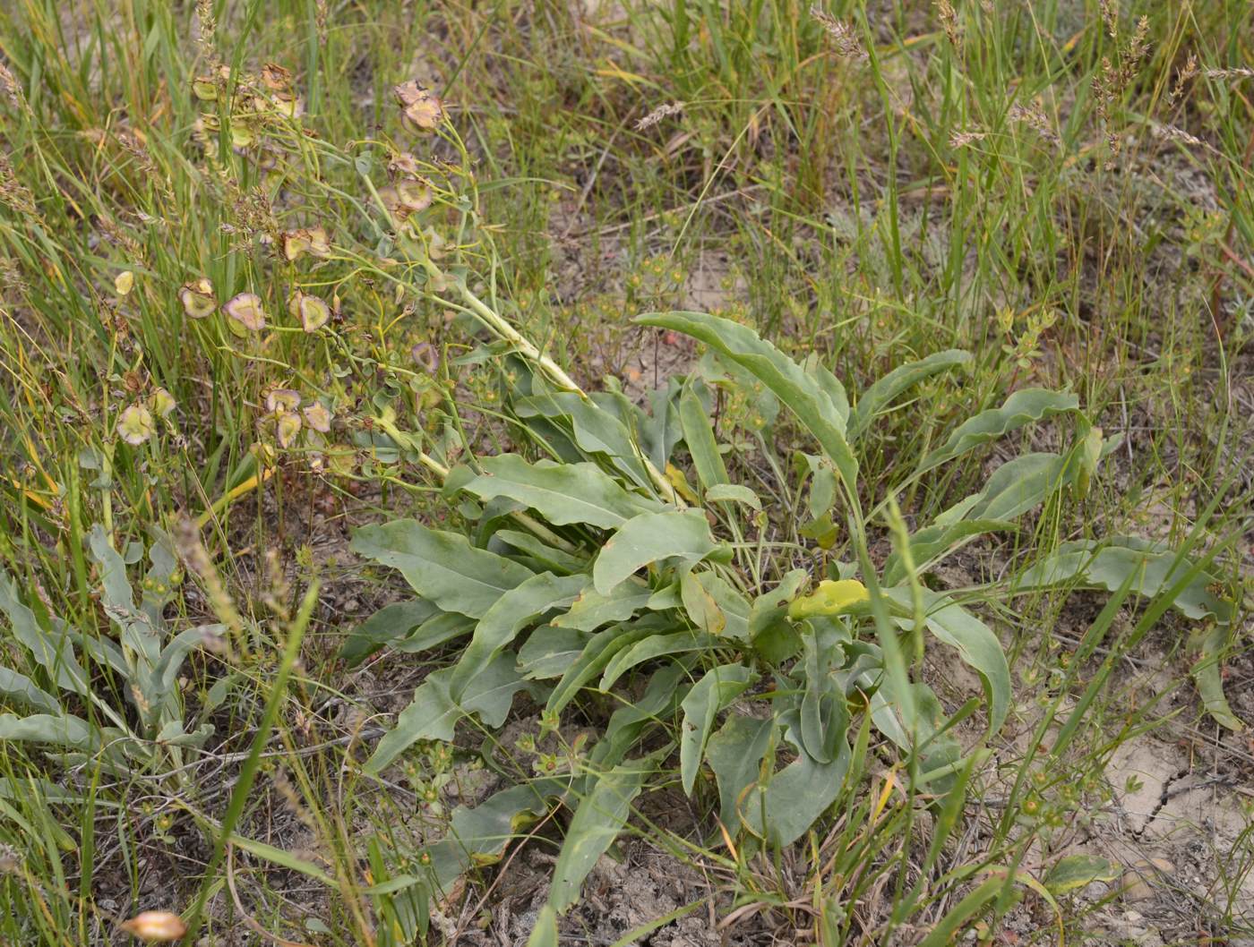 Image of Rindera tetraspis specimen.