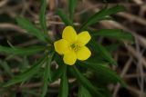 Anemone ranunculoides