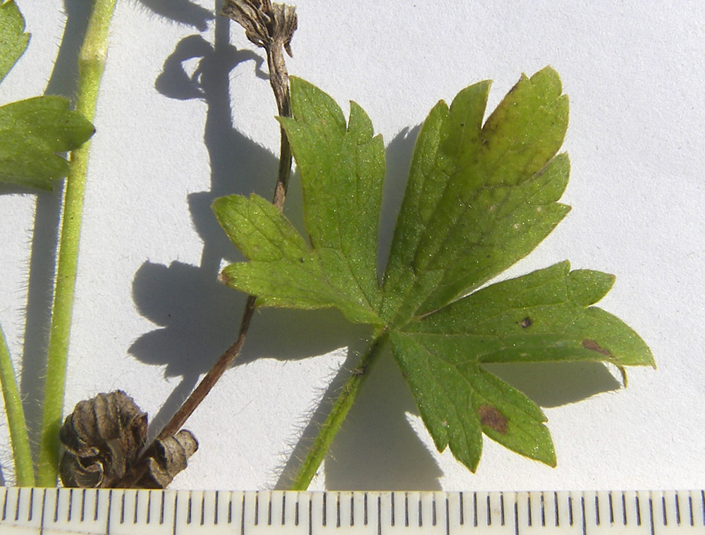 Image of Ranunculus baidarae specimen.