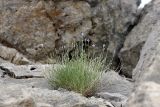 Cylindrocarpa sewerzowii. Цветущее растение. Южный Казахстан, хр. Боролдайтау, г. Нурбай. 26.05.2008.
